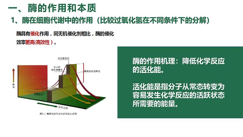 5.1降低化学反应活化能的酶 课件 高一上学期 人教版（2019）高中生物必修一第8页