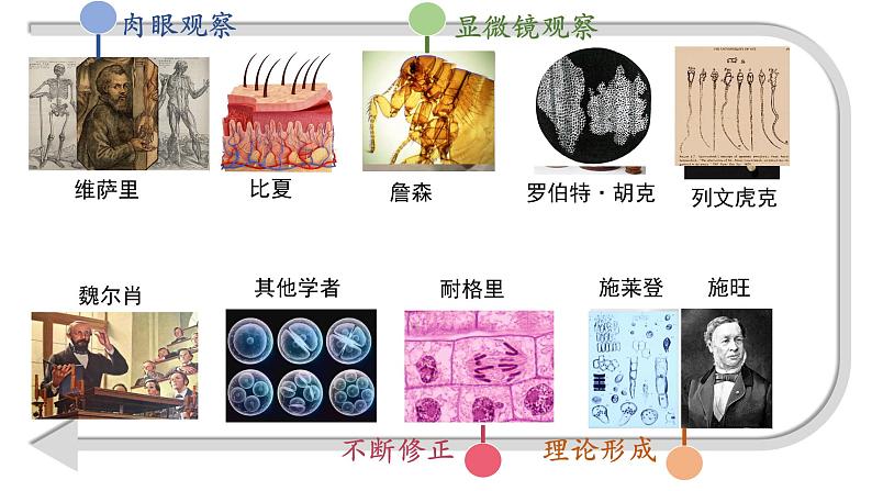 人教版高中生物必修一第一章第一节细胞是生命活动的基本单位（课时1）课件04