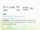 人教版高中生物选择性必修1稳态与调节第2章神经调节第1节神经调节的结构基础课件
