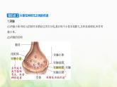 人教版高中生物选择性必修1稳态与调节第2章神经调节第3节神经冲动的产生和传导课件