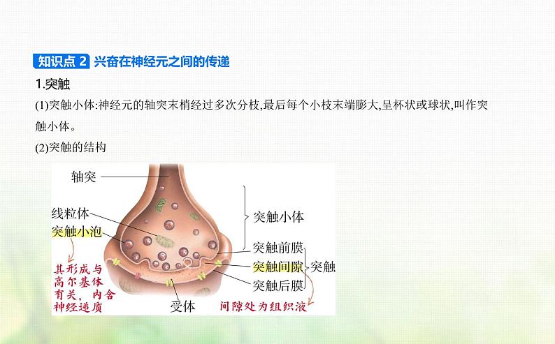 人教版高中生物选择性必修1稳态与调节第2章神经调节第3节神经冲动的产生和传导课件第4页