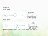 人教版高中生物选择性必修1稳态与调节第2章神经调节第3节神经冲动的产生和传导课件