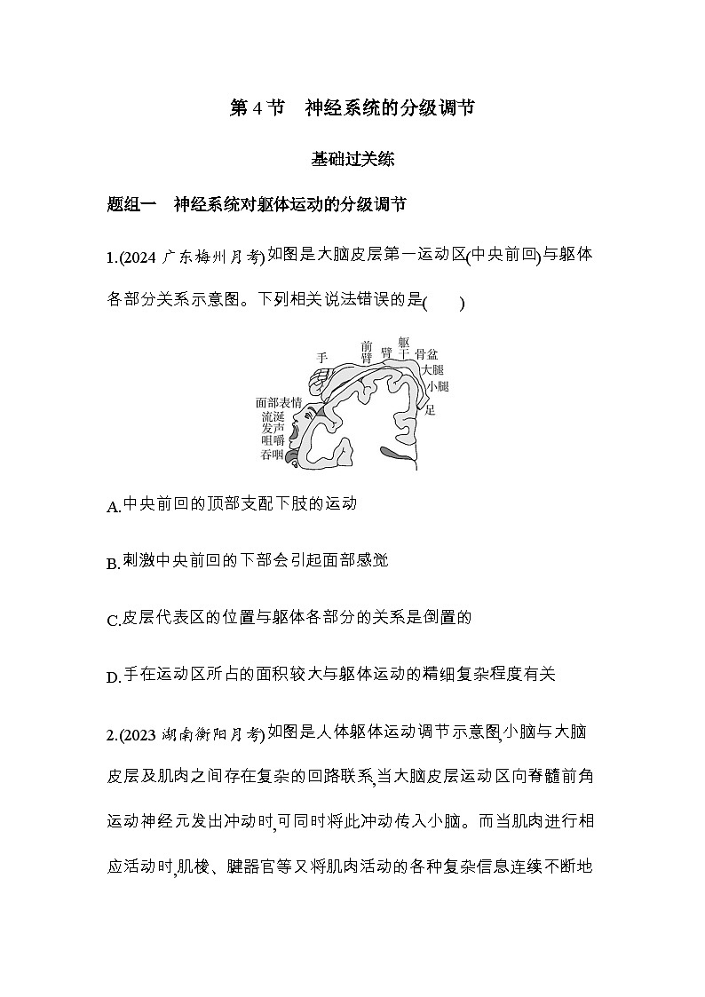 人教版高中生物选择性必修1稳态与调节第2章神经调节第4节神经系统的分级调节练习含答案01