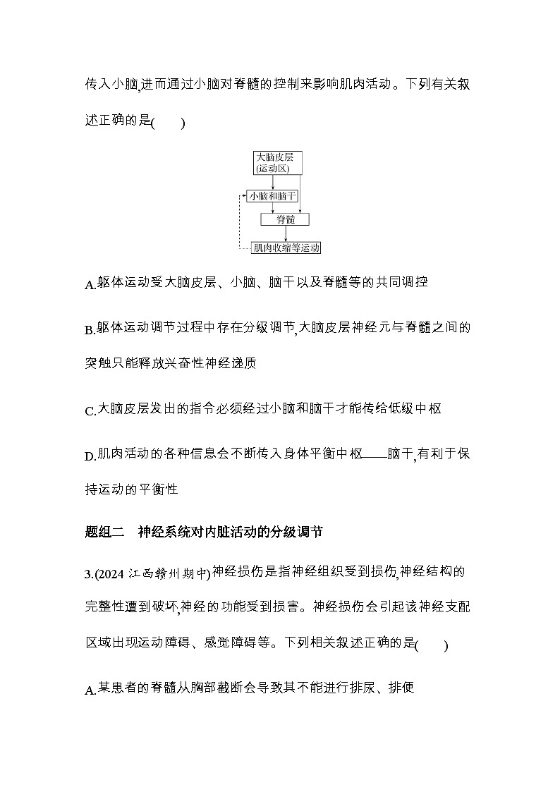 人教版高中生物选择性必修1稳态与调节第2章神经调节第4节神经系统的分级调节练习含答案02