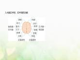 人教版高中生物选择性必修1稳态与调节第2章神经调节第5节人脑的高级功能课件