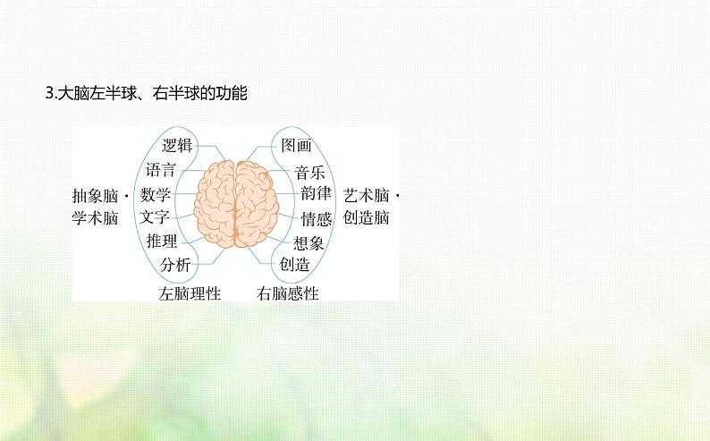 人教版高中生物选择性必修1稳态与调节第2章神经调节第5节人脑的高级功能课件第3页