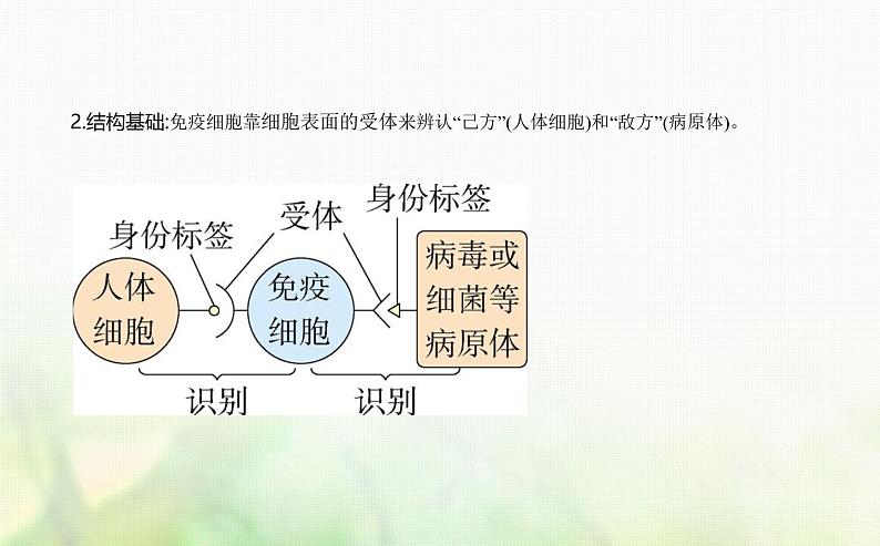 人教版高中生物选择性必修1稳态与调节第4章免疫调节第2节特异性免疫课件第2页