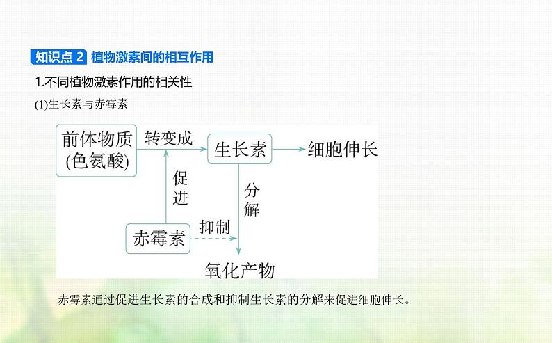 人教版高中生物选择性必修1稳态与调节第5章植物生命活动的调节第2节其他植物激素课件第3页