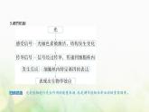 人教版高中生物选择性必修1稳态与调节第5章植物生命活动的调节第4节环境因素参与调节植物的生命活动课件