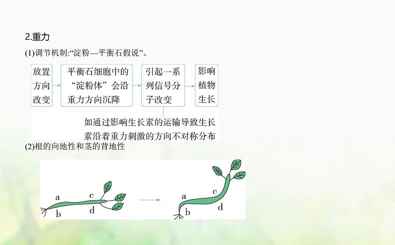 人教版高中生物选择性必修1稳态与调节第5章植物生命活动的调节第4节环境因素参与调节植物的生命活动课件第4页