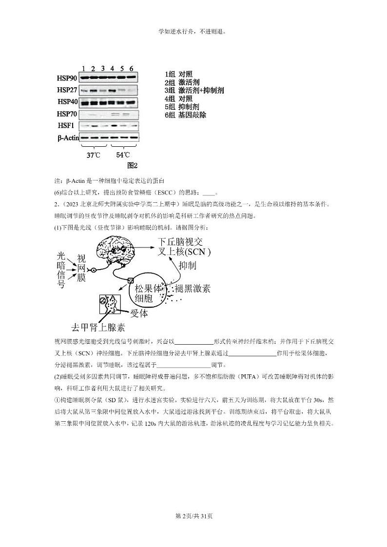 [生物]2023北京重点校高二上学期期中生物真题分类汇编：神经调节章节综合(非选择题)02