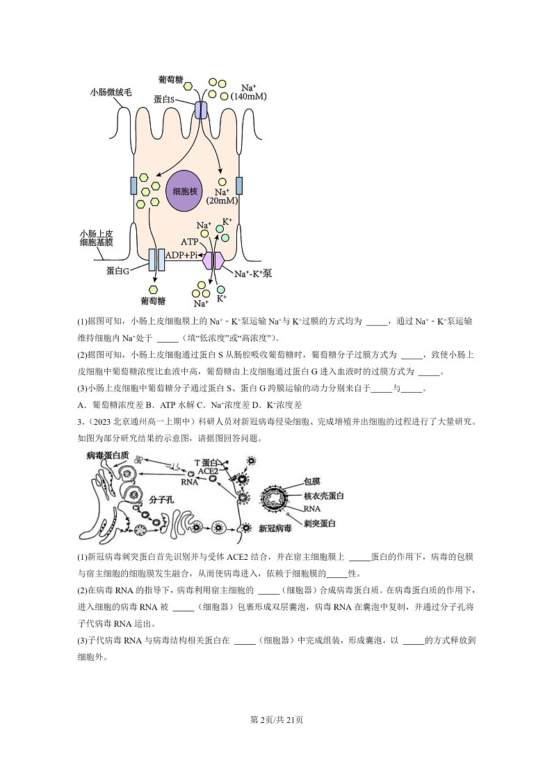 [生物]2023北京重点校高一上学期期中生物真题分类汇编：细胞的物质输入与输出章节综合(非选择题)第2页