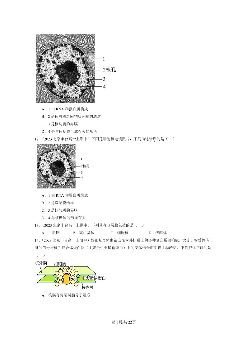 [生物]2023北京重点校高一上学期期中生物真题分类汇编：细胞核的结构和功能03