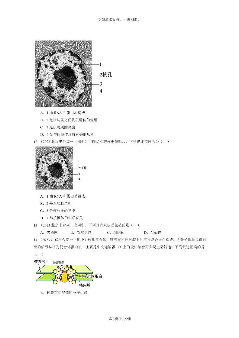 [生物]2023北京重点校高一上学期期中生物真题分类汇编：细胞核的结构和功能03
