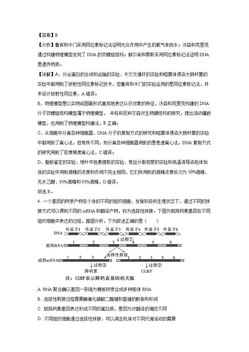 [生物]2024年邢台市高三下学期第二次模拟考试(解析版)第3页