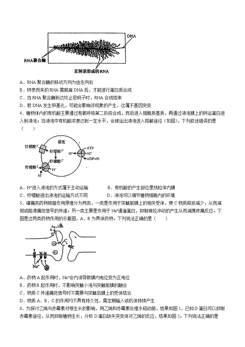 广东省六校2024—2025学年高三上学期8月联考生物试题(无答案)02