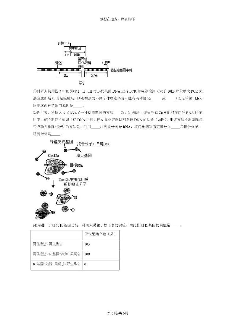 [生物]2021～2023北京重点校高三上学期期中生物真题分类汇编：重组DNA技术的基本工具第3页