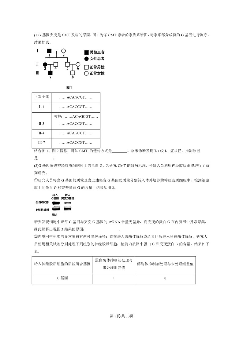 [生物]2021～2023北京重点校高三上学期期中生物真题分类汇编：神经调节章节综合第3页