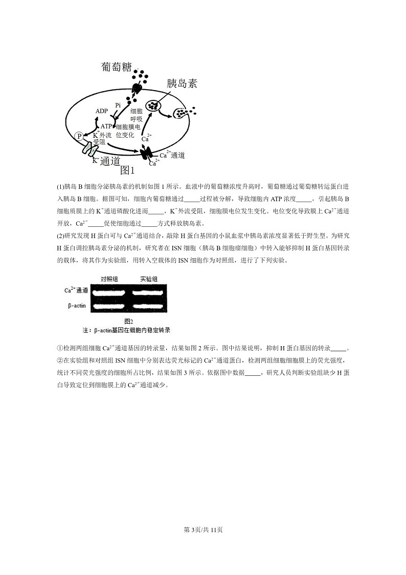 [生物]2021～2023北京重点校高三上学期期中生物真题分类汇编：体液调节与神经调节的关系03