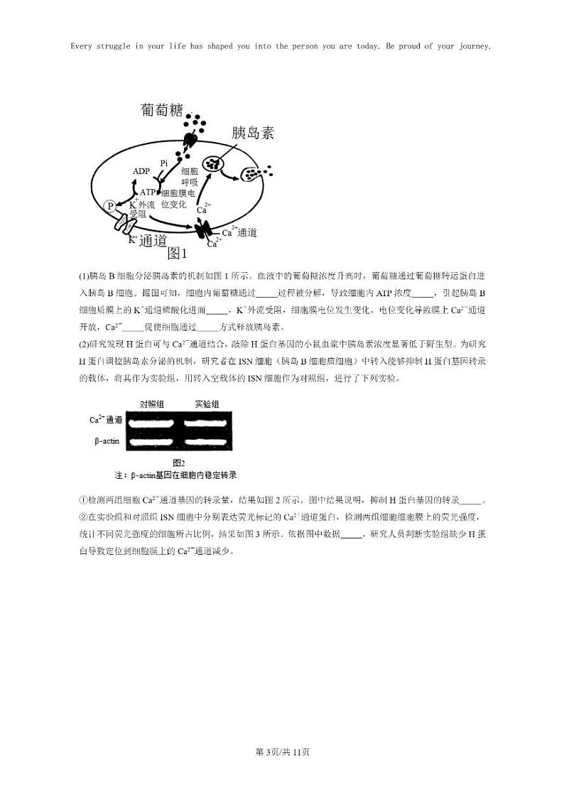 [生物]2021～2023北京重点校高三上学期期中生物真题分类汇编：体液调节与神经调节的关系03