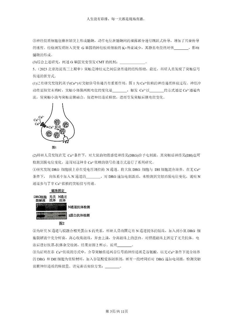 [生物]2021～2023北京重点校高三上学期期中生物真题分类汇编：神经冲动的产生和传导03