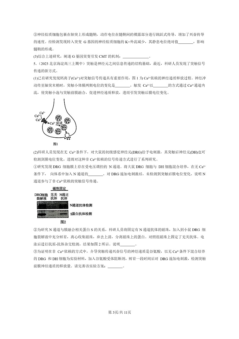 [生物]2021～2023北京重点校高三上学期期中生物真题分类汇编：神经冲动的产生和传导03