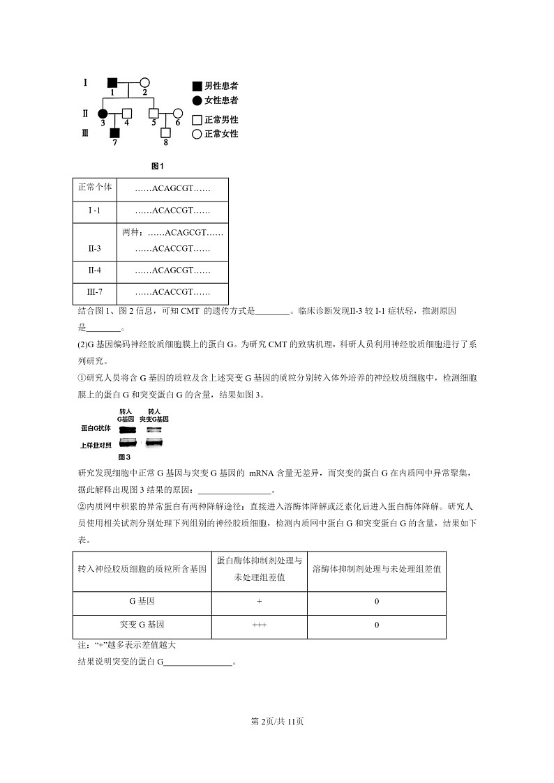 [生物]2021～2023北京重点校高三上学期期中生物真题分类汇编：神经冲动的产生和传导02