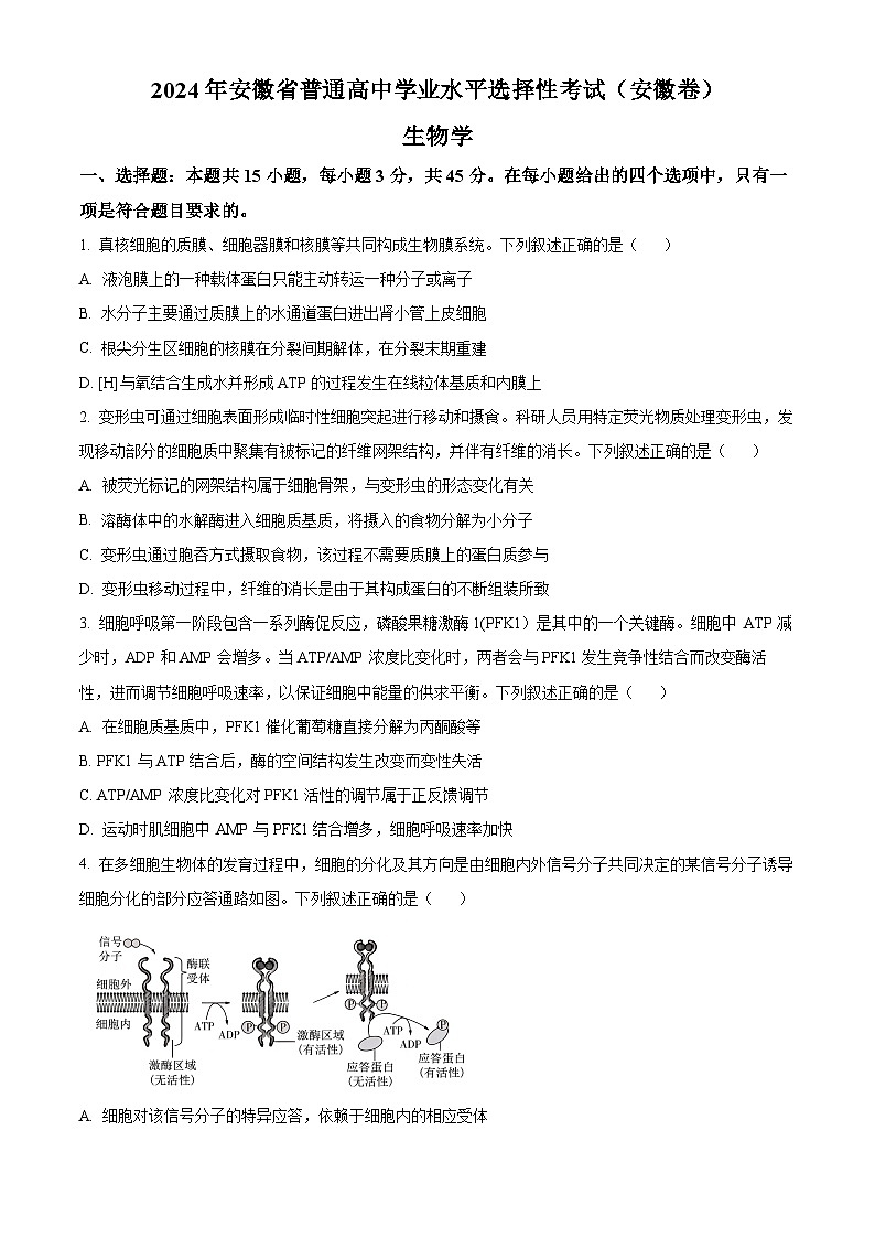 2024年新高考安徽卷生物高考真题解析（原卷+解析）01