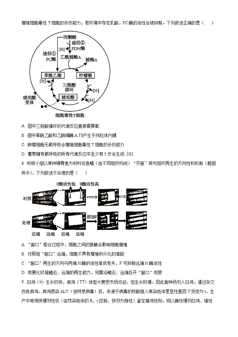 2024年新高考重庆卷生物高考真题解析（原卷+解析）03