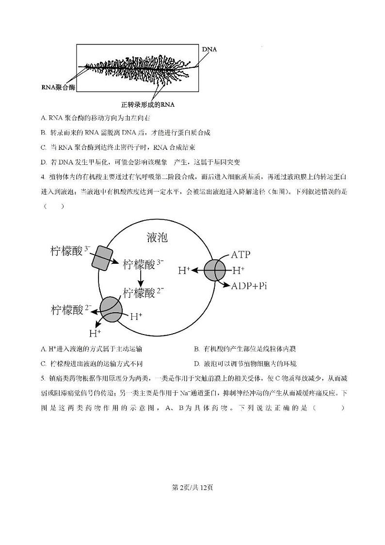 广东省六校2024—2025学年高三上学期8月联考生物试题第2页