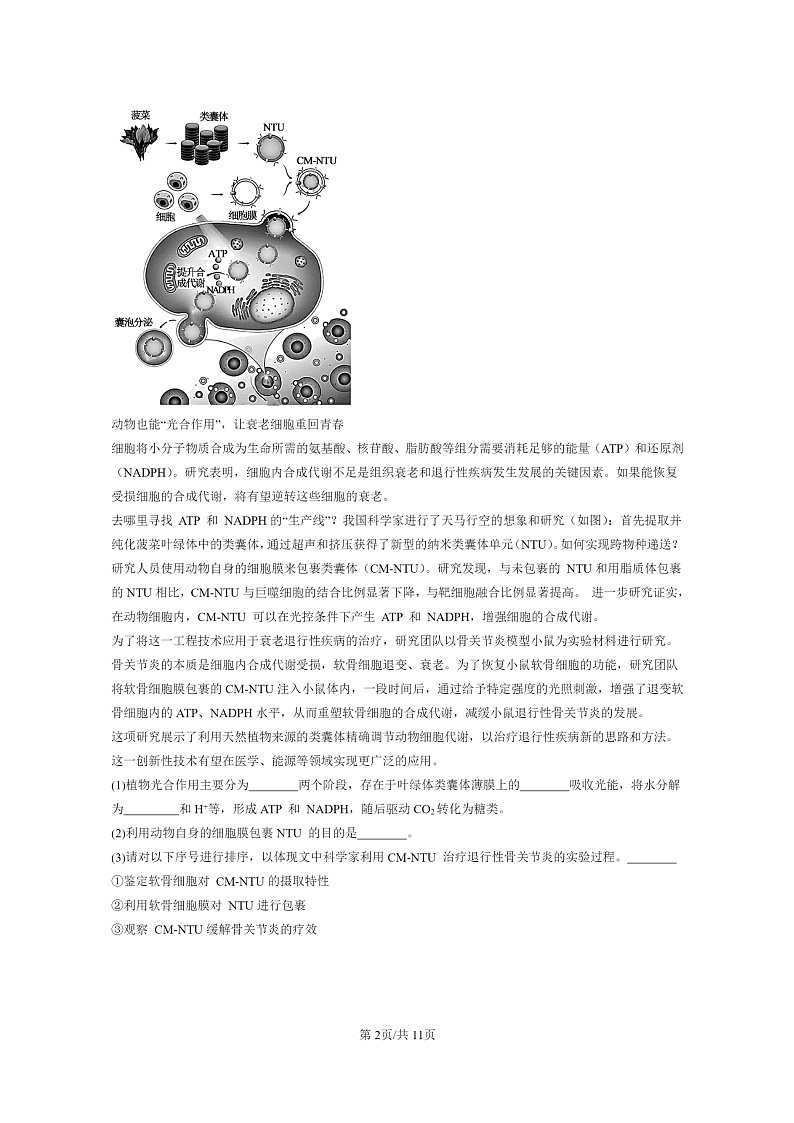 [生物]2021～2023北京重点校高三上学期期中生物真题分类汇编：细胞的衰老和死亡02