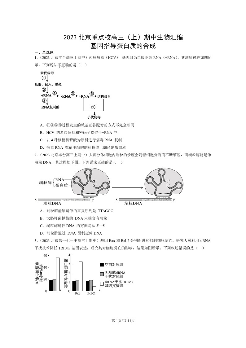 [生物]2023北京重点校高三上学期期中生物真题分类汇编：基因指导蛋白质的合成01