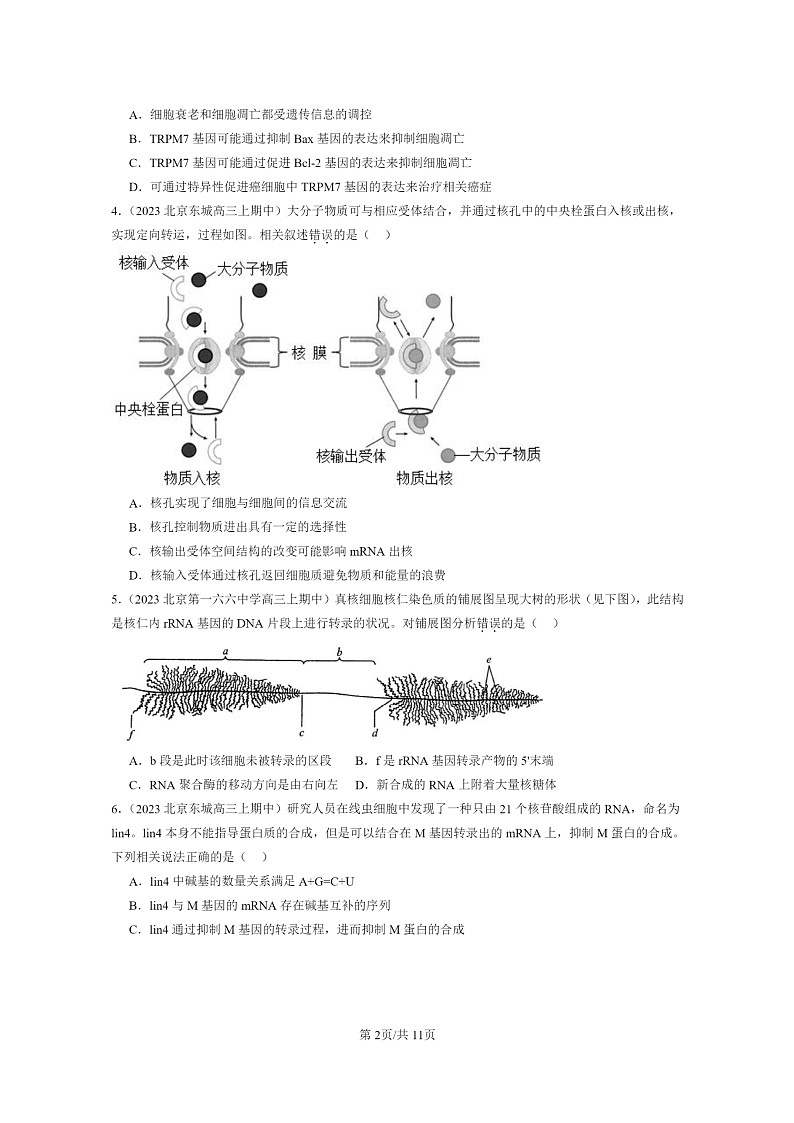 [生物]2023北京重点校高三上学期期中生物真题分类汇编：基因指导蛋白质的合成02
