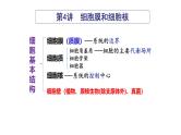 第04讲 细胞膜和细胞核-备战2025年高考生物一轮复习精优课件