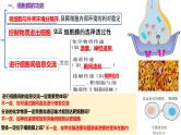 第04讲 细胞膜和细胞核-备战2025年高考生物一轮复习精优课件