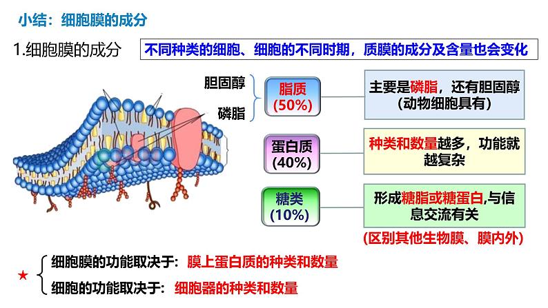 第04讲 细胞膜和细胞核-备战2025年高考生物一轮复习精优课件第6页