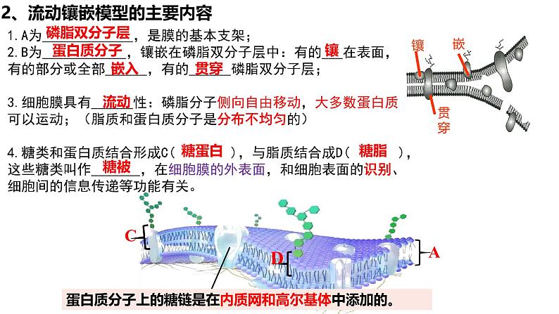 第04讲 细胞膜和细胞核-备战2025年高考生物一轮复习精优课件第7页