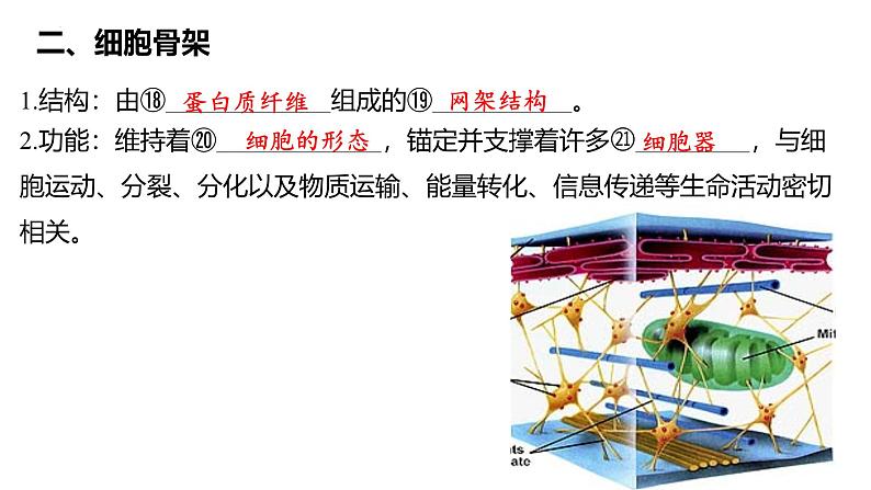 第05讲 细胞器与生物膜系统-备战2025年高考生物一轮复习精优课件03