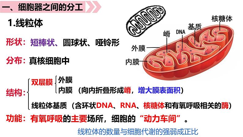 第05讲 细胞器与生物膜系统-备战2025年高考生物一轮复习精优课件06