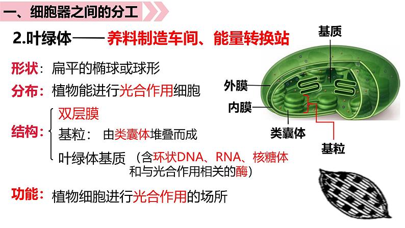 第05讲 细胞器与生物膜系统-备战2025年高考生物一轮复习精优课件07