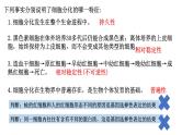 第12讲  细胞的分化、衰老和死亡-备战2025年高考生物一轮复习精优课件