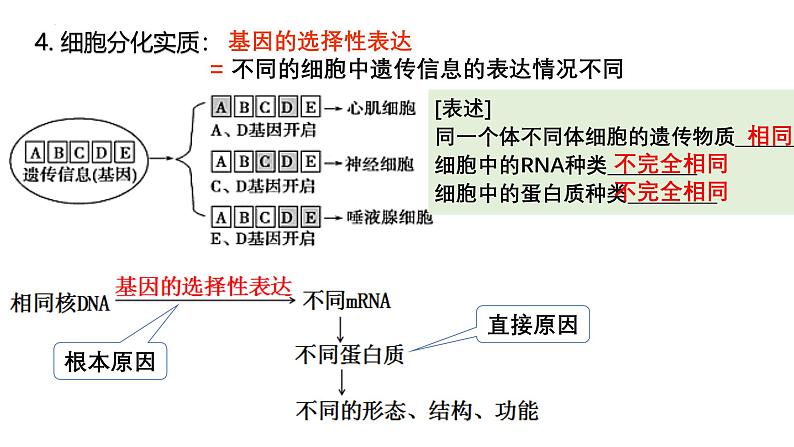 第12讲  细胞的分化、衰老和死亡-备战2025年高考生物一轮复习精优课件第5页