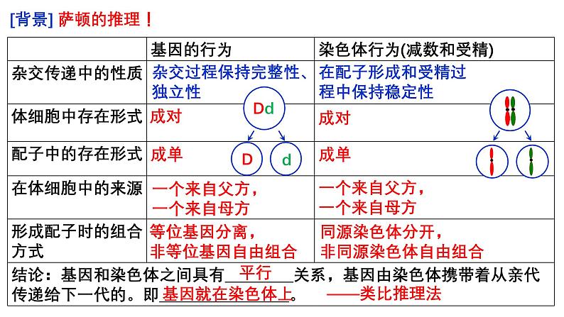 第15讲  基因在染色体上、伴性遗传和人类遗传病-备战2025年高考生物一轮复习精优课件第4页