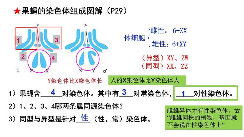 第15讲  基因在染色体上、伴性遗传和人类遗传病-备战2025年高考生物一轮复习精优课件第7页