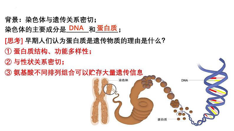 第16讲  DNA是主要的遗传物质-备战2025年高考生物一轮复习精优课件02