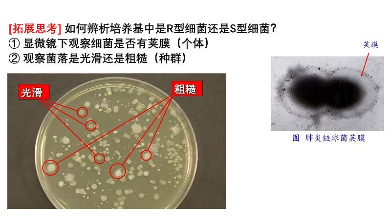 第16讲  DNA是主要的遗传物质-备战2025年高考生物一轮复习精优课件04