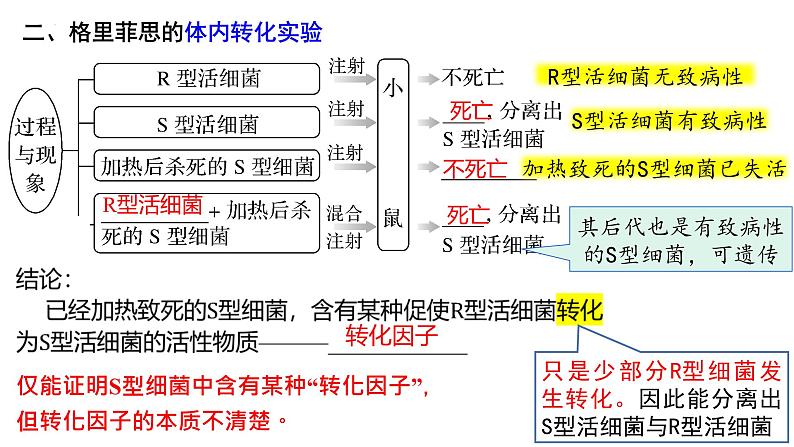 第16讲  DNA是主要的遗传物质-备战2025年高考生物一轮复习精优课件05