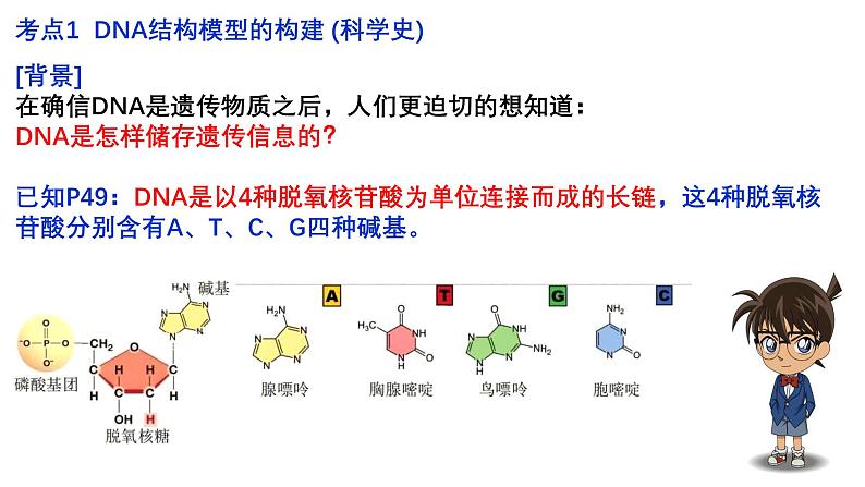 第17讲  DNA的结构、复制和基因的本质-备战2025年高考生物一轮复习精优课件02