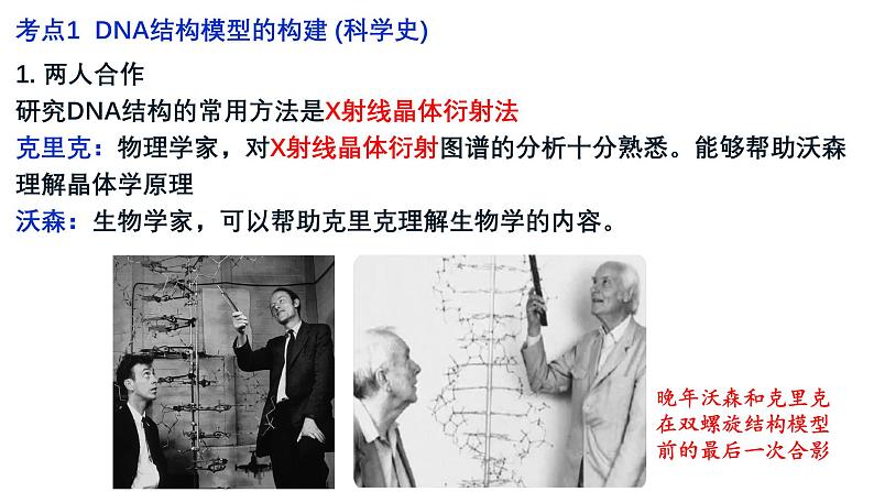 第17讲  DNA的结构、复制和基因的本质-备战2025年高考生物一轮复习精优课件03