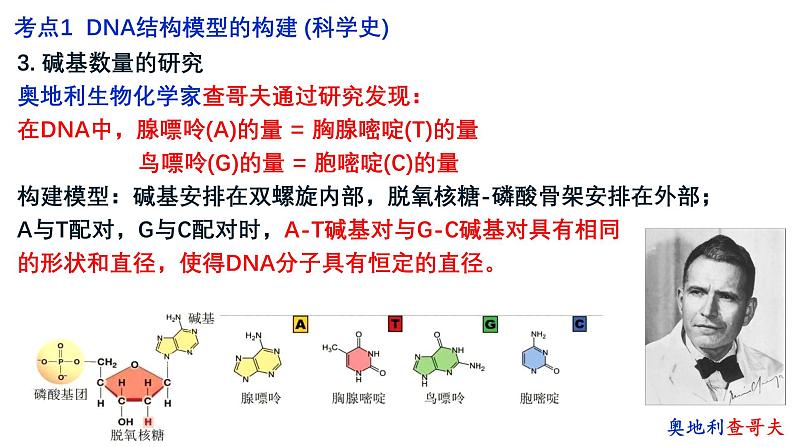 第17讲  DNA的结构、复制和基因的本质-备战2025年高考生物一轮复习精优课件05